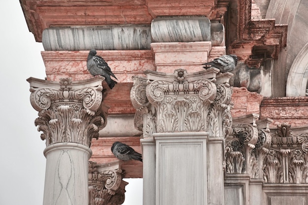 Close-up van vogels die op een historisch gebouw zitten