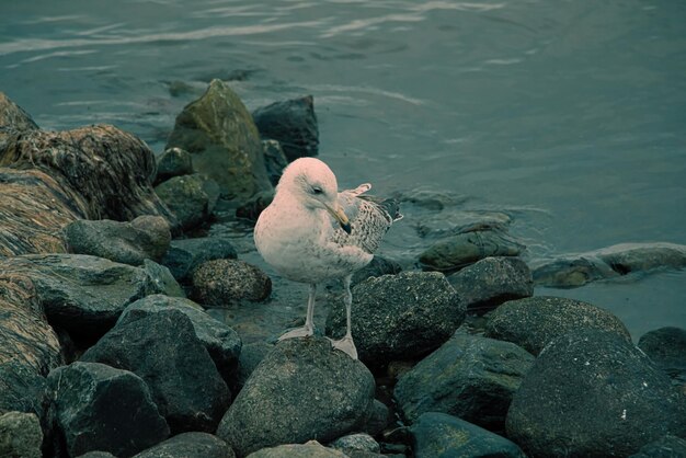 Foto close-up van vogels die op een rots bij de zee zitten