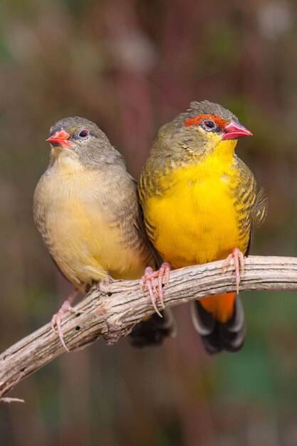 Foto close-up van vogels die op een stok zitten