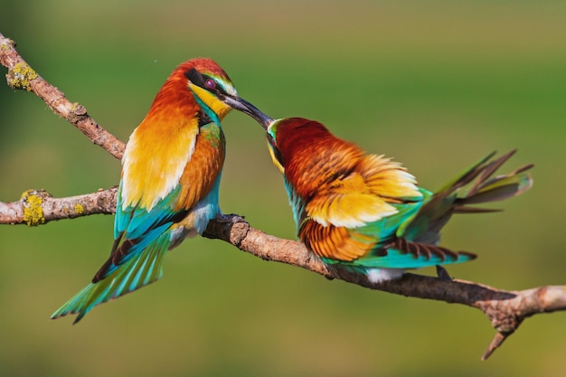 Close-up van vogels die op een tak zitten