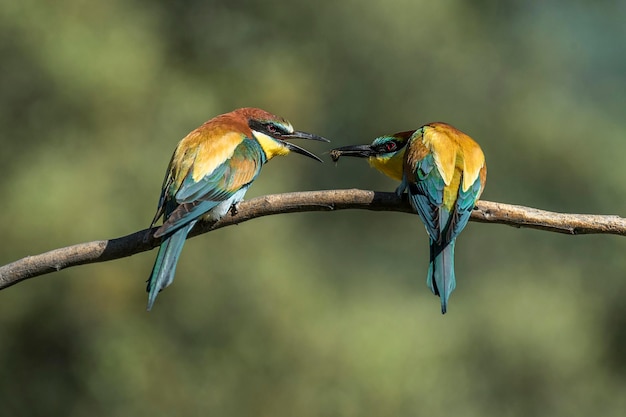Close-up van vogels die op een tak zitten