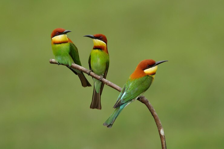 Foto close-up van vogels die op een tak zitten