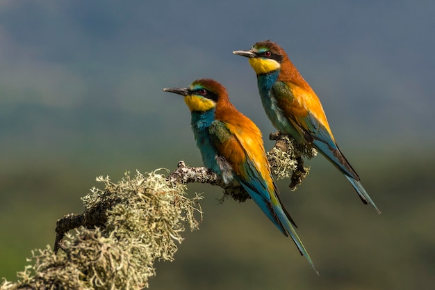 Foto close-up van vogels die op een tak zitten