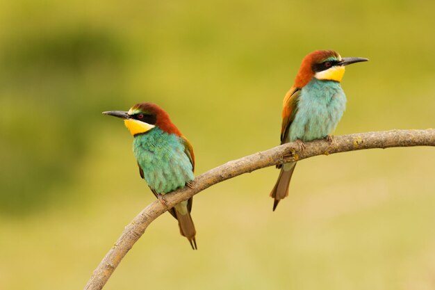 Foto close-up van vogels die op een tak zitten