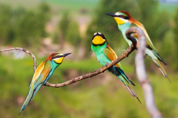 Foto close-up van vogels die op een tak zitten