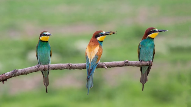 Close-up van vogels die op een tak zitten
