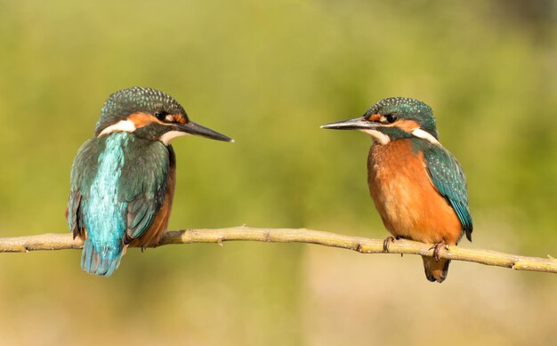 Foto close-up van vogels die op een tak zitten