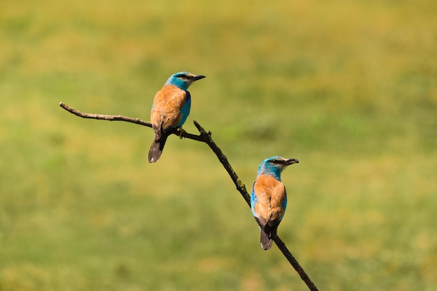 Close-up van vogels die op een tak zitten