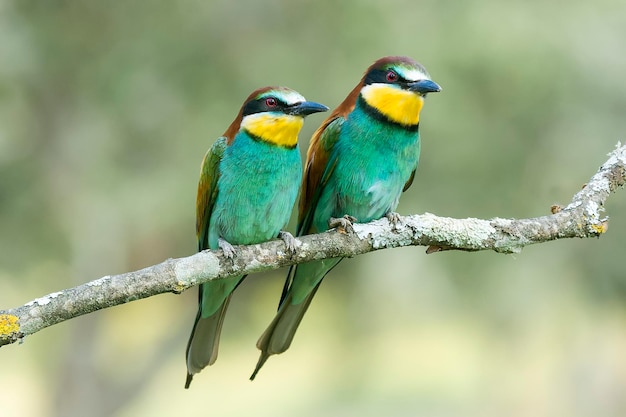 Close-up van vogels die op een tak zitten