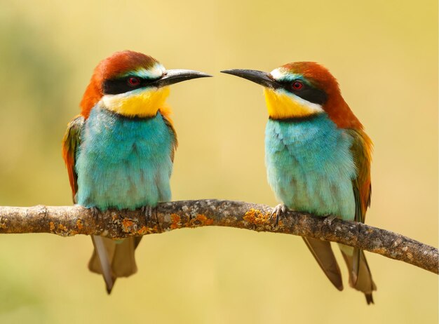 Close-up van vogels die op een tak zitten