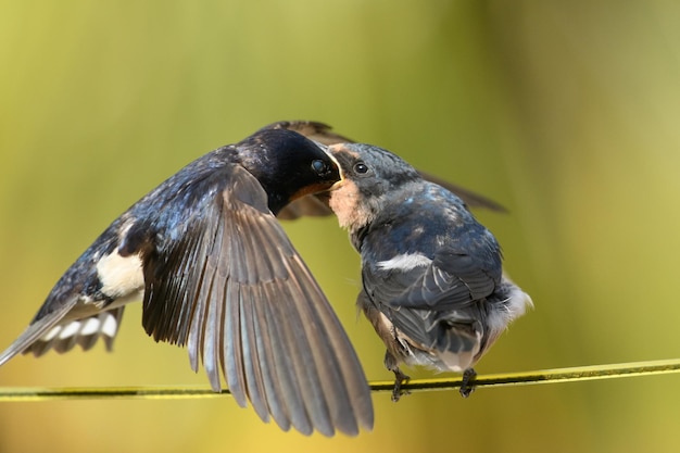 Close-up van vogels die op een vogel zitten