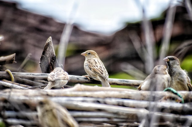 Foto close-up van vogels die op hout zitten