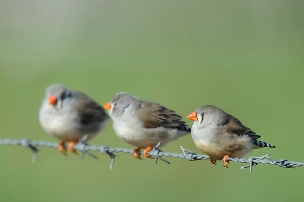 Foto close-up van vogels die op prikkeldraad zitten