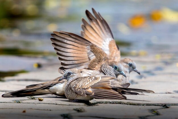 Foto close-up van vogels die over het meer vliegen