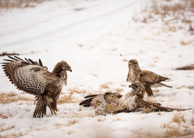 Close-up van vogels die vechten op sneeuw