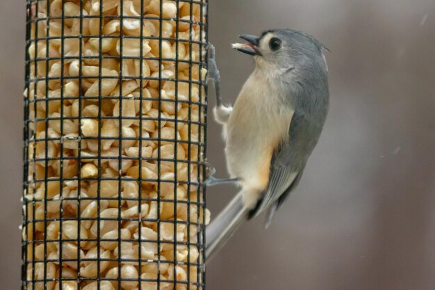 Foto close-up van vogels die voedsel eten