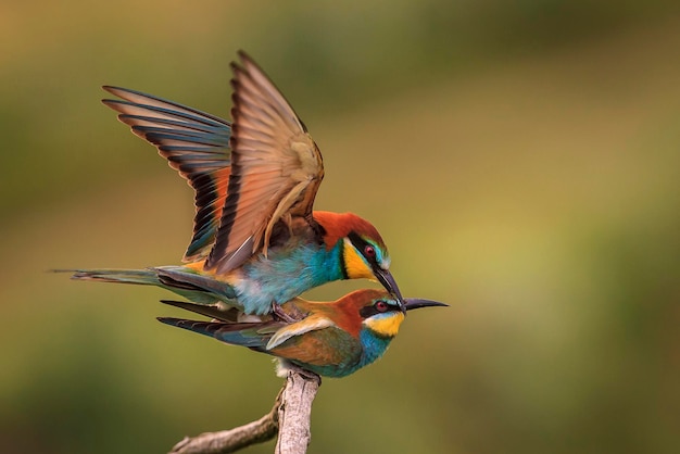 Close-up van vogels die zich paren op een tak