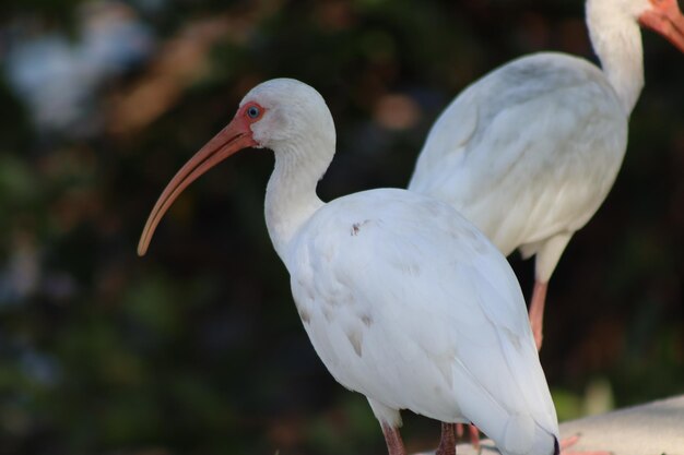 Foto close-up van vogels die zitten