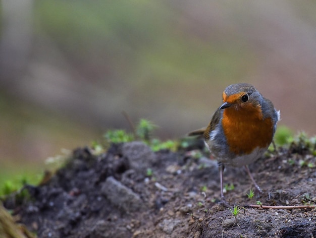 Close-up van vogels in de buitenlucht