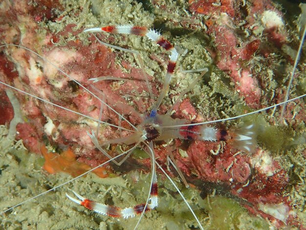 Foto close-up van vogels in de zee