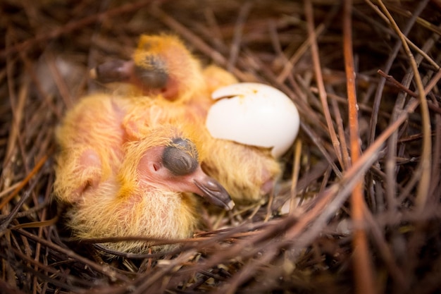 Foto close-up van vogels in een nest