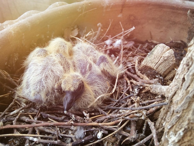 Foto close-up van vogels in een nest