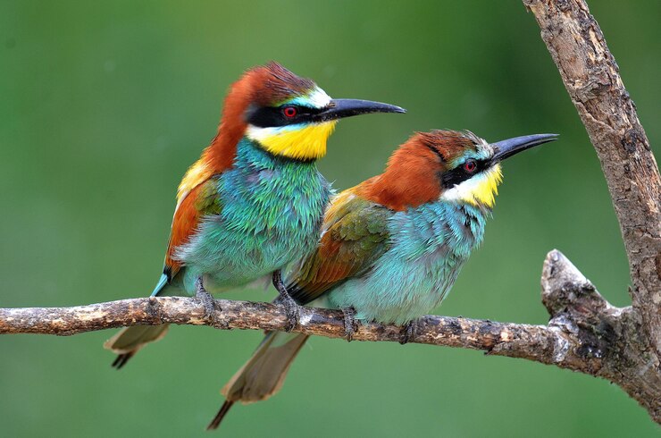Foto close-up van vogels op de stam tegen een wazige achtergrond