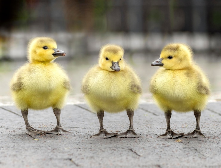 Foto close-up van vogels op een voetpad