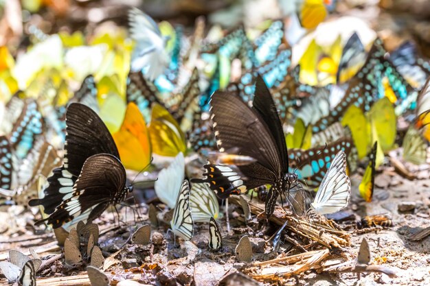 Foto close-up van vogels op het land