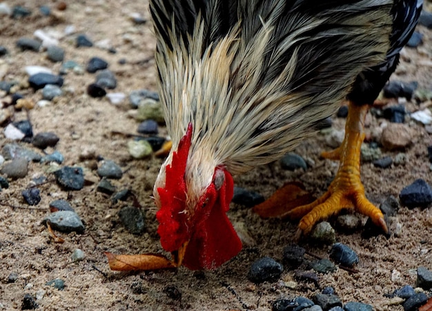 Foto close-up van vogels op het veld