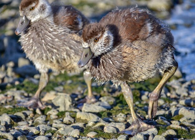 Foto close-up van vogels op het veld