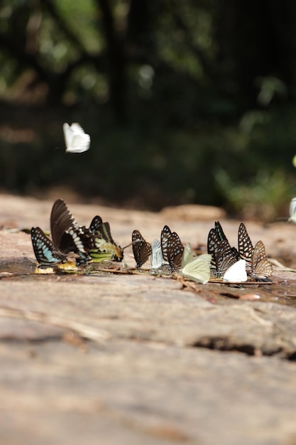 Foto close-up van vogels op hout