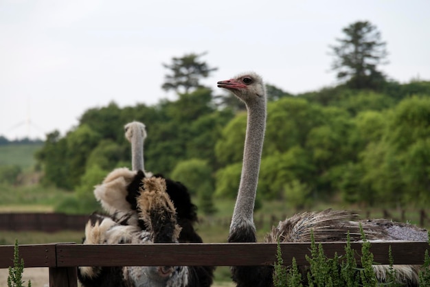 Foto close-up van vogels tegen de lucht