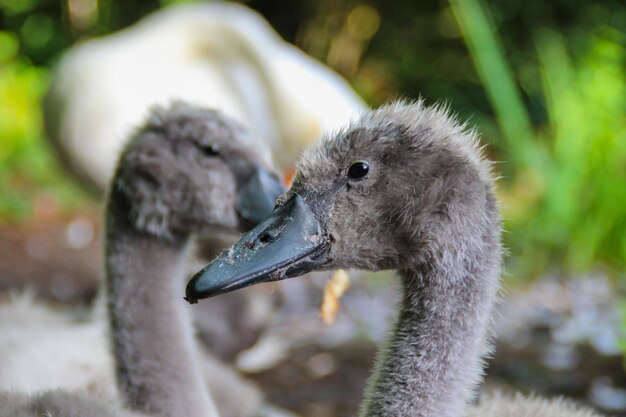 Foto close-up van vogels