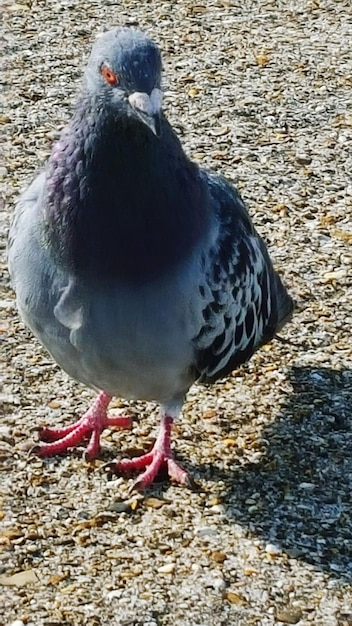 Foto close-up van vogels