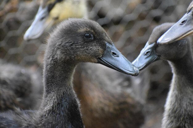 Foto close-up van vogels