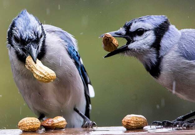 Foto close-up van vogels