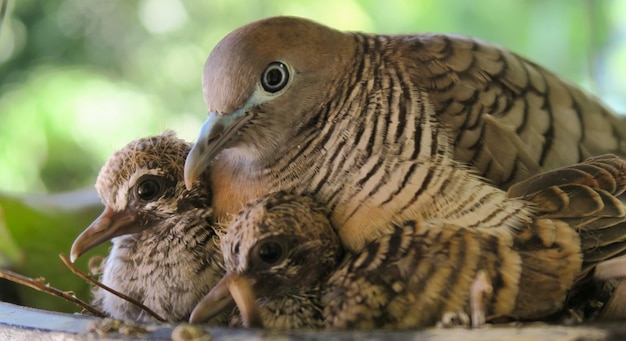 Foto close-up van vogels