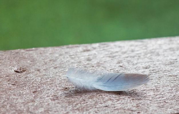 Close-up van vogelveer op houten tafel met groene achtergrond