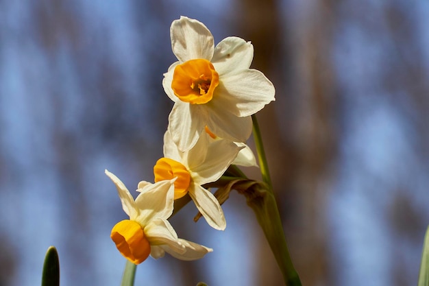 Foto close-up van voorjaarsbloemen