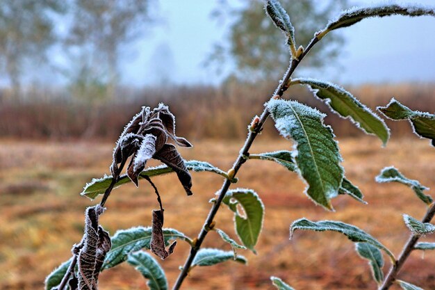 Close-up van vorst op bomen tijdens de winter