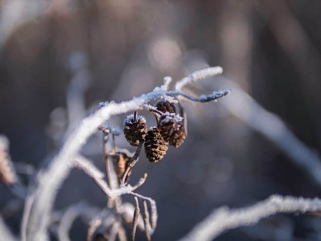 Foto close-up van vorst op de plant