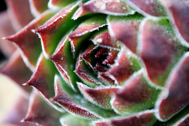 Foto close-up van vorst op een succulente plant