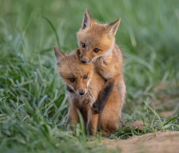 Close-up van vosspuppen die op een grasveld spelen