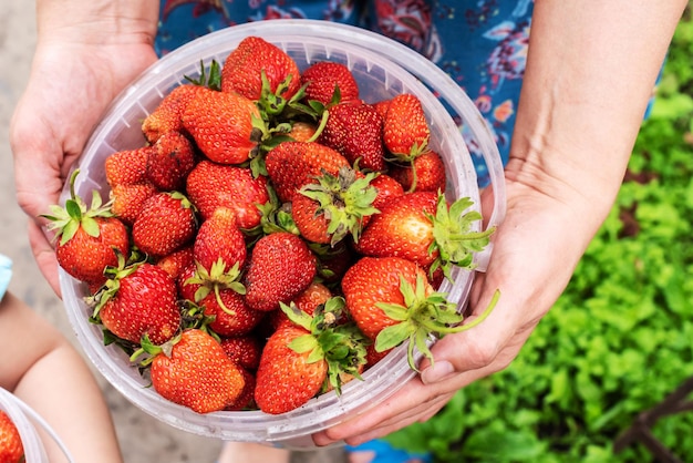 Close-up van vrouw handen met emmer vol vers geplukte aardbeien buiten nieuw oogst concept Verse eco biologische aardbei Thuis bedrijf thuis thuis seizoensgebonden bedrijf hobby