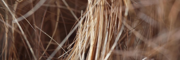 Close-up van vrouwelijke haarlok macro-opname van natuurlijke bruine kleur kapsel geknoopt bosje