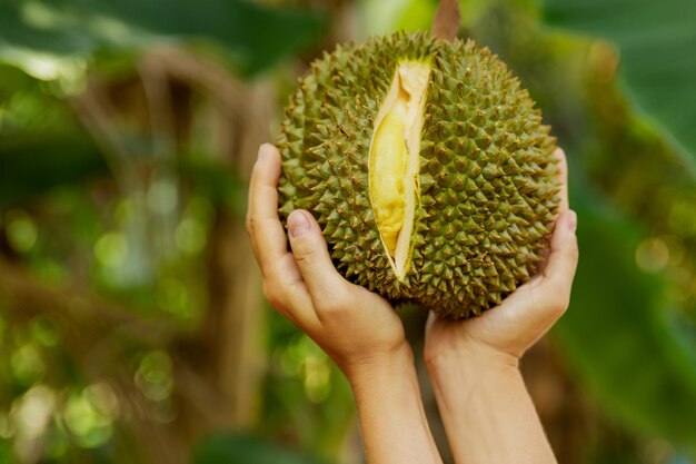 Close-up van vrouwelijke handen met puntig durian fruit