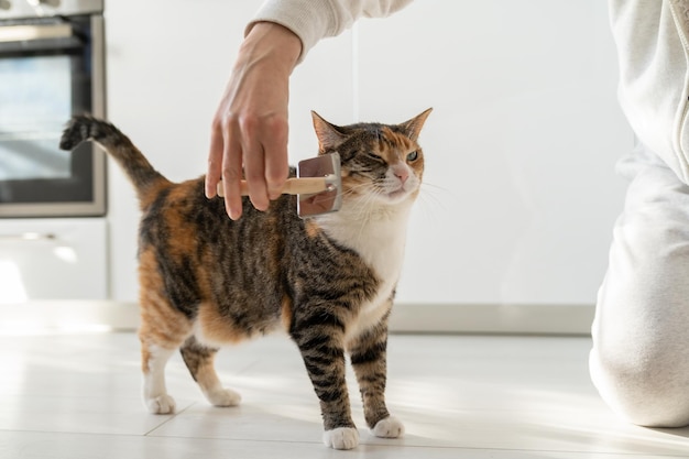 Close-up van vrouwelijke kammende bontkat met borstel op de vloer kattenminnaars die kammende wol verzorgen