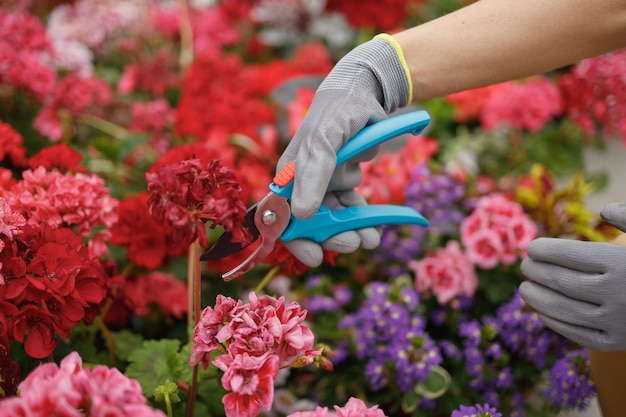 Close-up van vrouwelijke tuinman handen in handschoenen die verwelkte bloemen snijden met snoeischaar