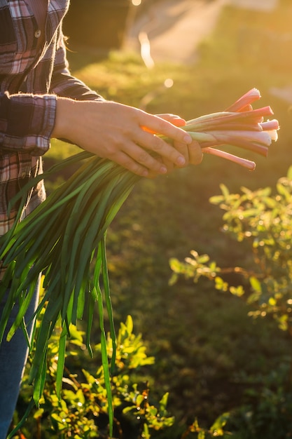 Close-up van vrouwelijke tuinman houdt bos groene uien vast op zonnige, warme lentedag Plantenverzorging en oogstconcept en hobby